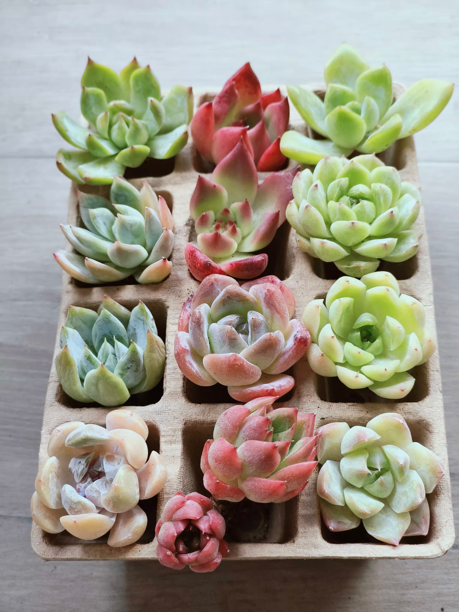 Succulent DIY Kit – Create Your Own Green Haven with 12 mini succulents - SlowBloomGreens