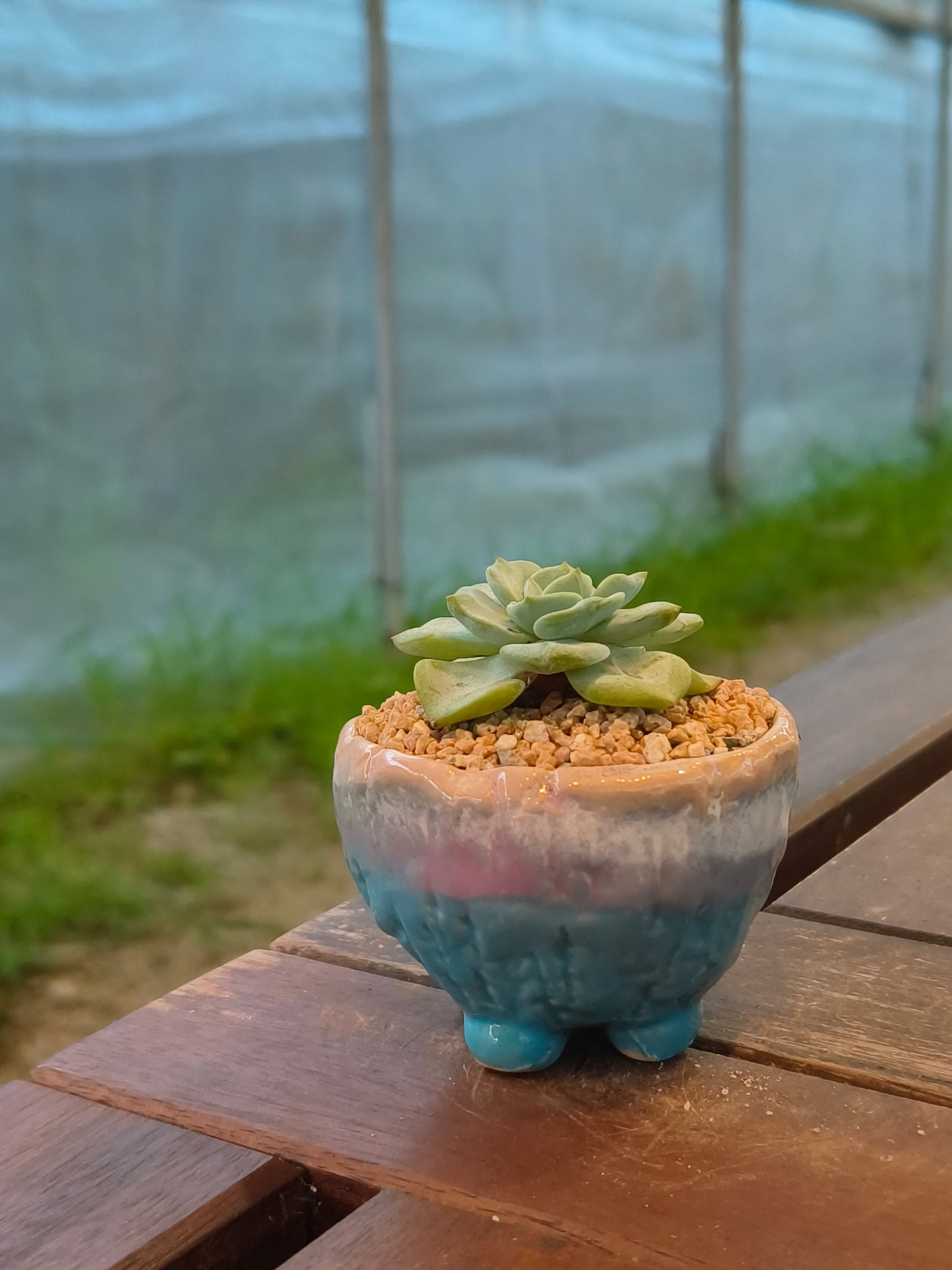 Succulent Peach-Teal Ombre Gloss Mini Planter – Echeveria 'Ice Green'