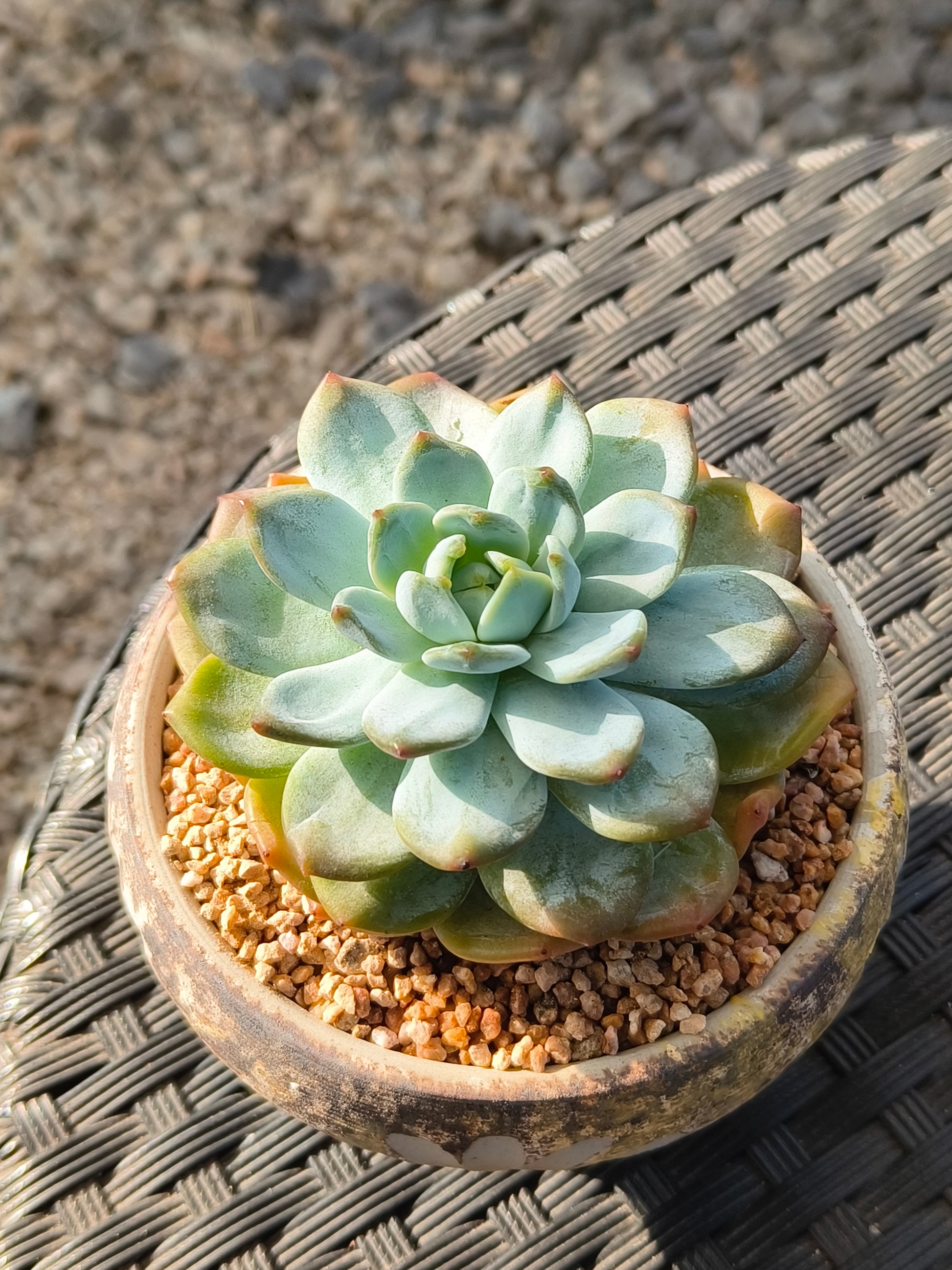 Succulent Moonlit Bloom Planter – Desert Gold with Echeveria Orange Monroe - SlowBloomGreens