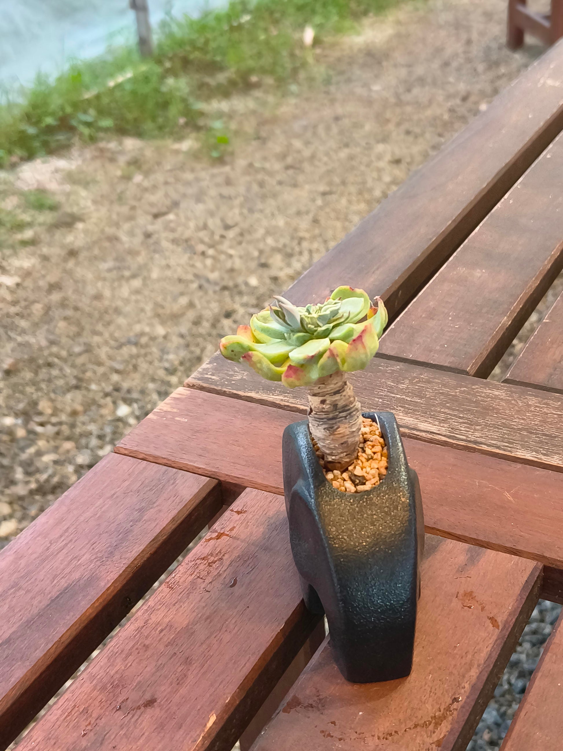Succulent Petite Black Elephant Planter - Echeveria Elegans - SlowBloomGreens
