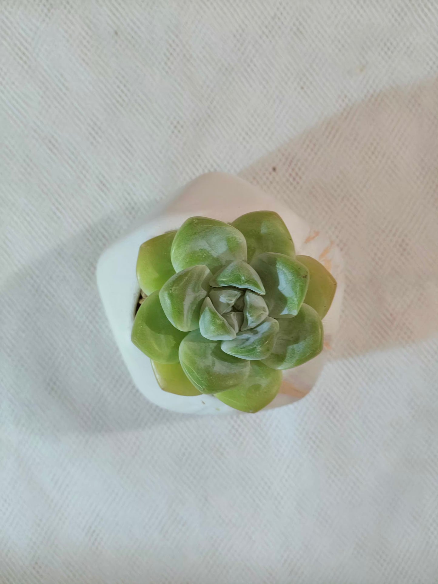 Succulent Mini Octagon Gold Pot – Echeveria Ice Green - SlowBloomGreens