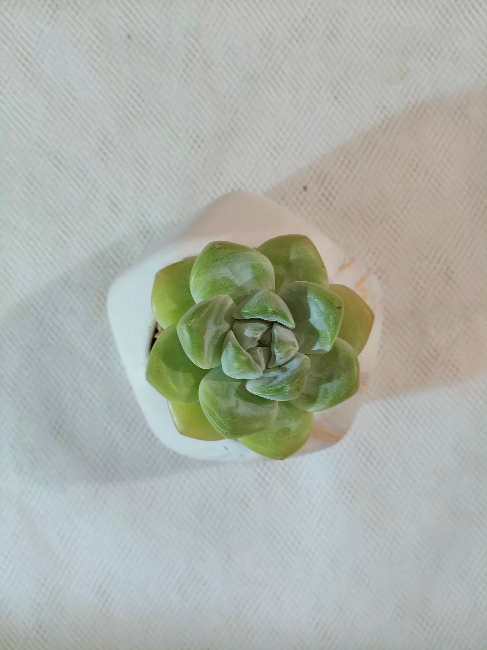 Succulent Mini Octagon Gold Pot – Echeveria Ice Green - SlowBloomGreens