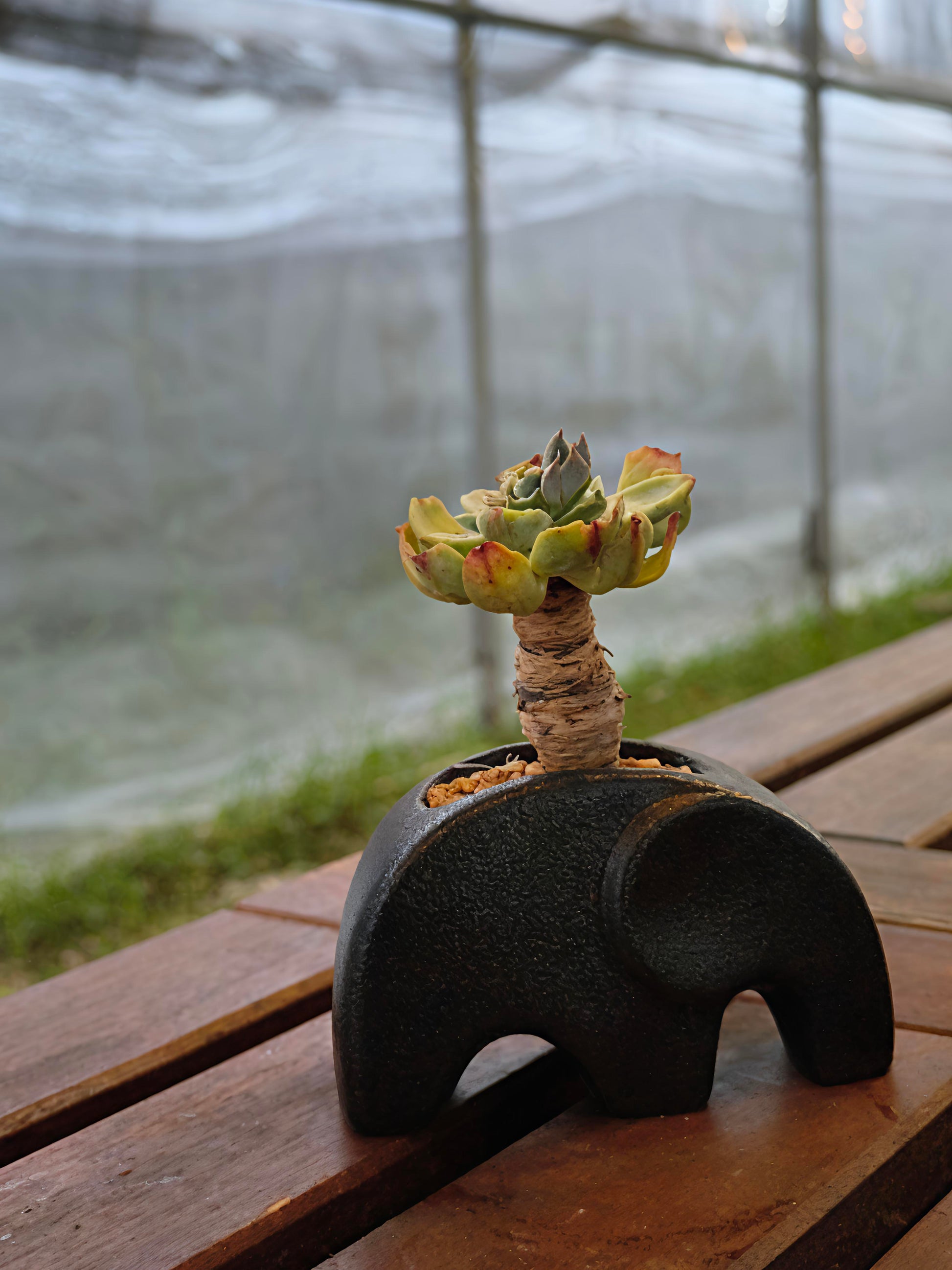 Succulent Petite Black Elephant Planter - Echeveria Elegans - SlowBloomGreens