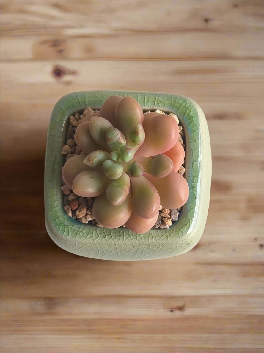 Succulent Mini Serene Square – Graptopetalum 'Mirinae'