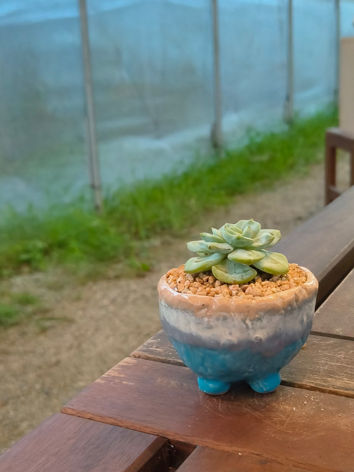 Succulent Peach-Teal Ombre Gloss Mini Planter – Echeveria 'Ice Green'