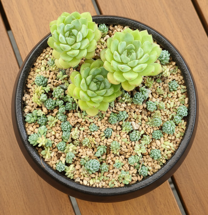 Succulent Classic Black Planter – Echeveria ‘Lime n Chili’ & Blue Tears Sedum - SlowBloomGreens