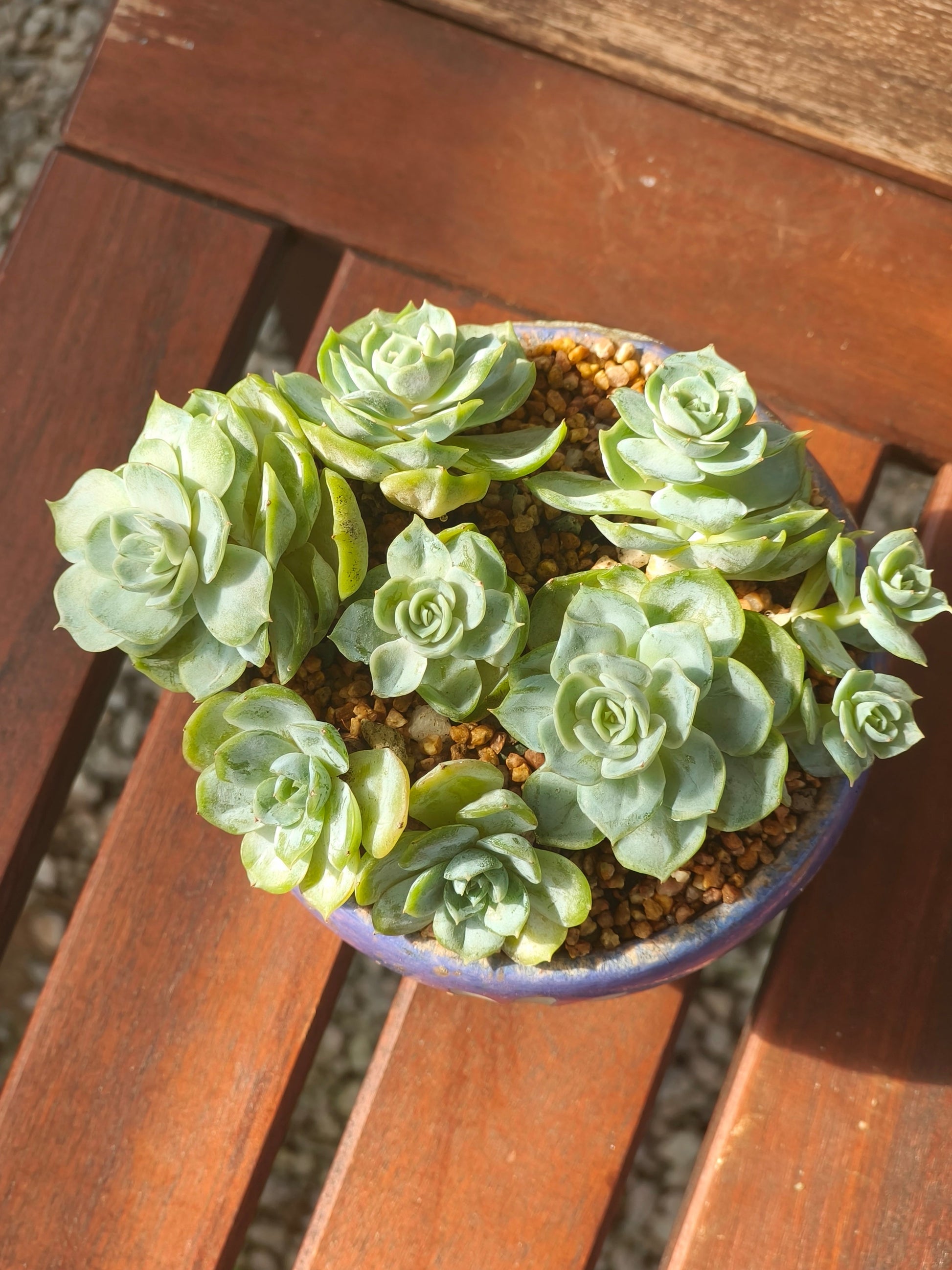 Succulent Moonlit Bloom Planter – Periwinkle Blue with Echeveria 'Blue Surprise' - SlowBloomGreens