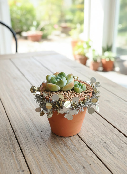 Succulent Simply Blessed Festive Terracotta (L) - Assorted Succulent