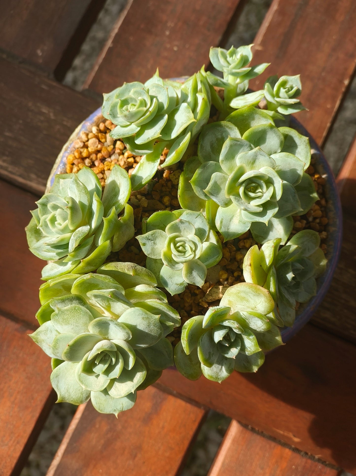 Succulent Moonlit Bloom Planter – Periwinkle Blue with Echeveria 'Blue Surprise' - SlowBloomGreens