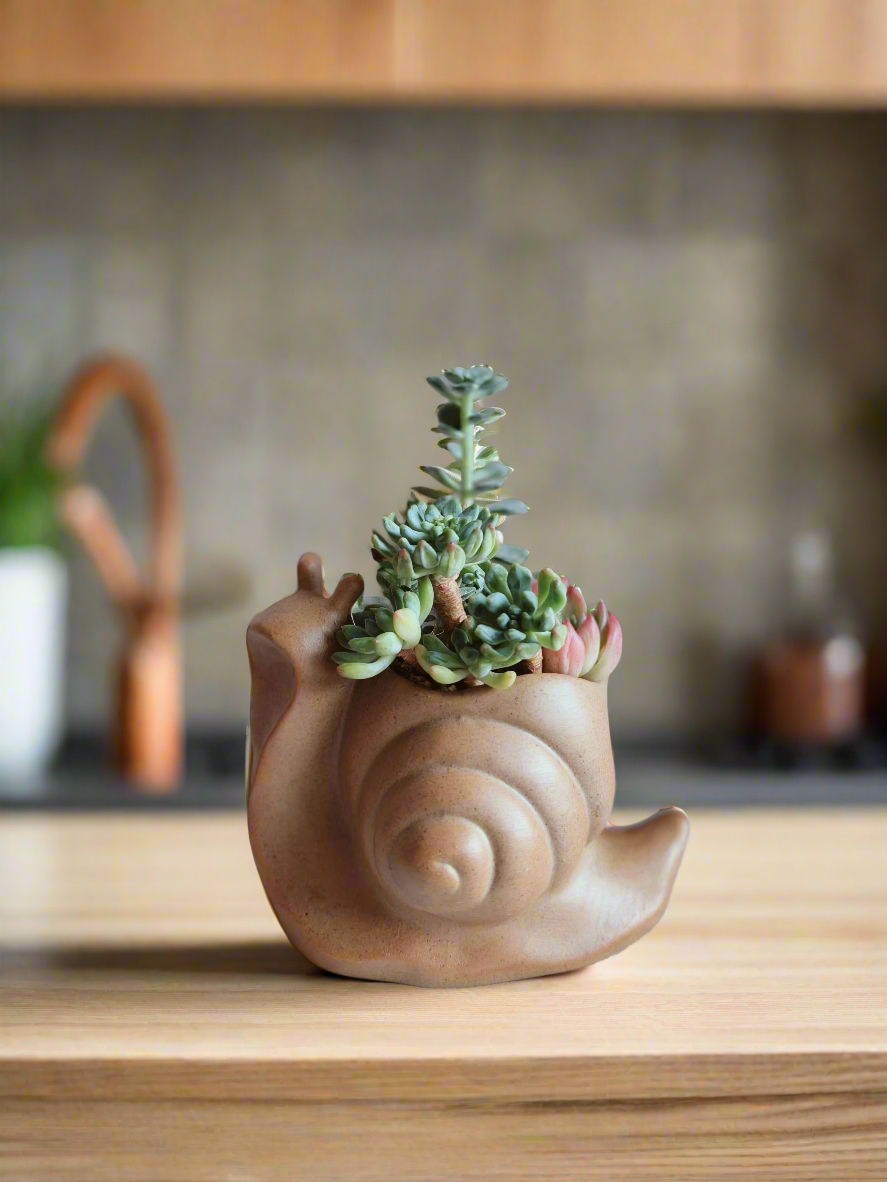 Succulent Snail Pot – Echeveria - SlowBloomGreens