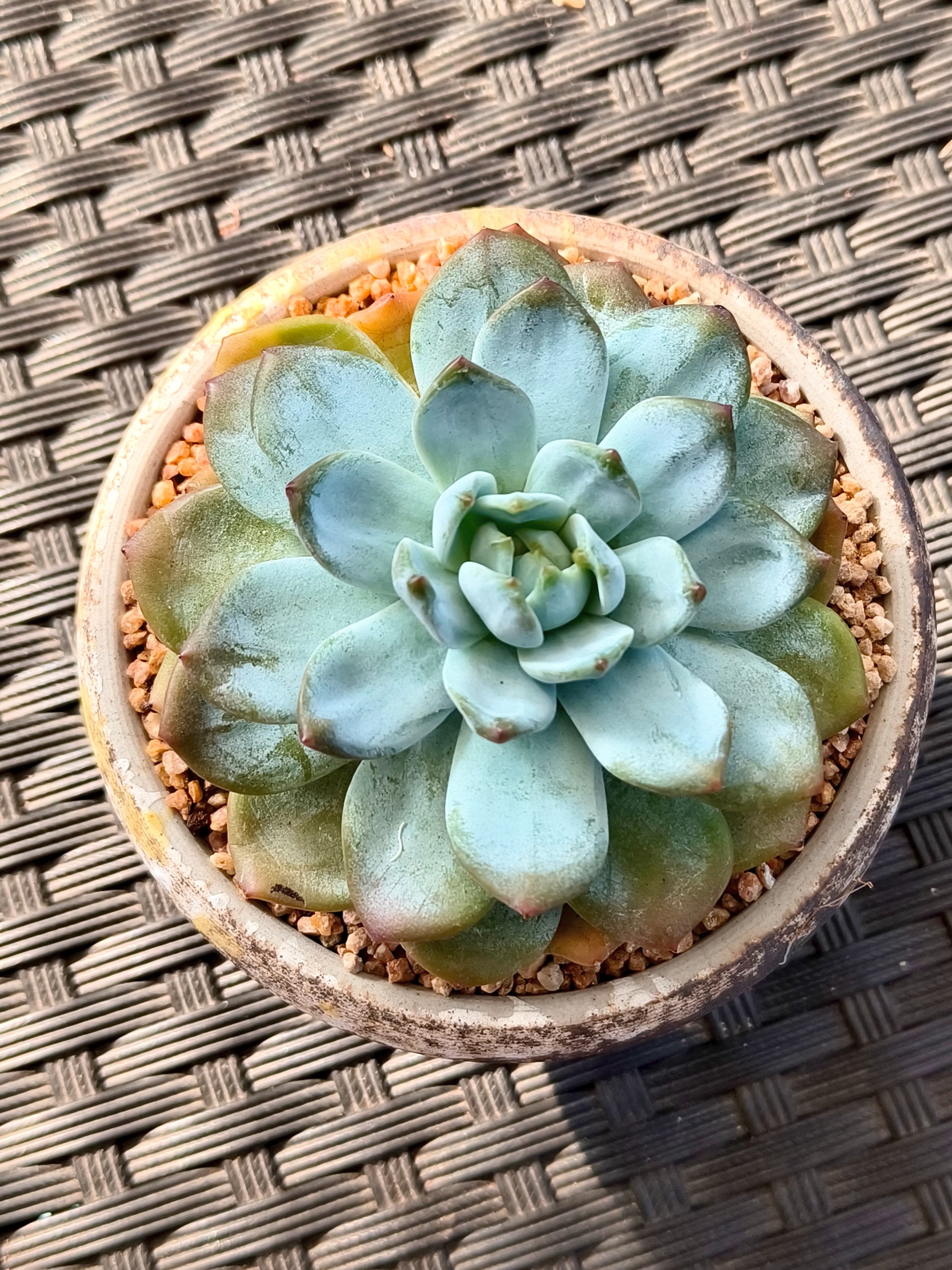 Succulent Moonlit Bloom Planter – Desert Gold with Echeveria Orange Monroe - SlowBloomGreens