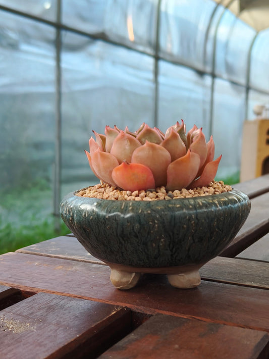 Handcrafted Rustica ceramic planter featuring an Echeveria Brown Rose succulent with rustic charm and earthy, natural textures.