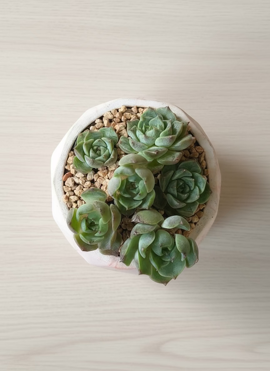 Succulent Classic Marble Orange Planter – Echeveria Elegans