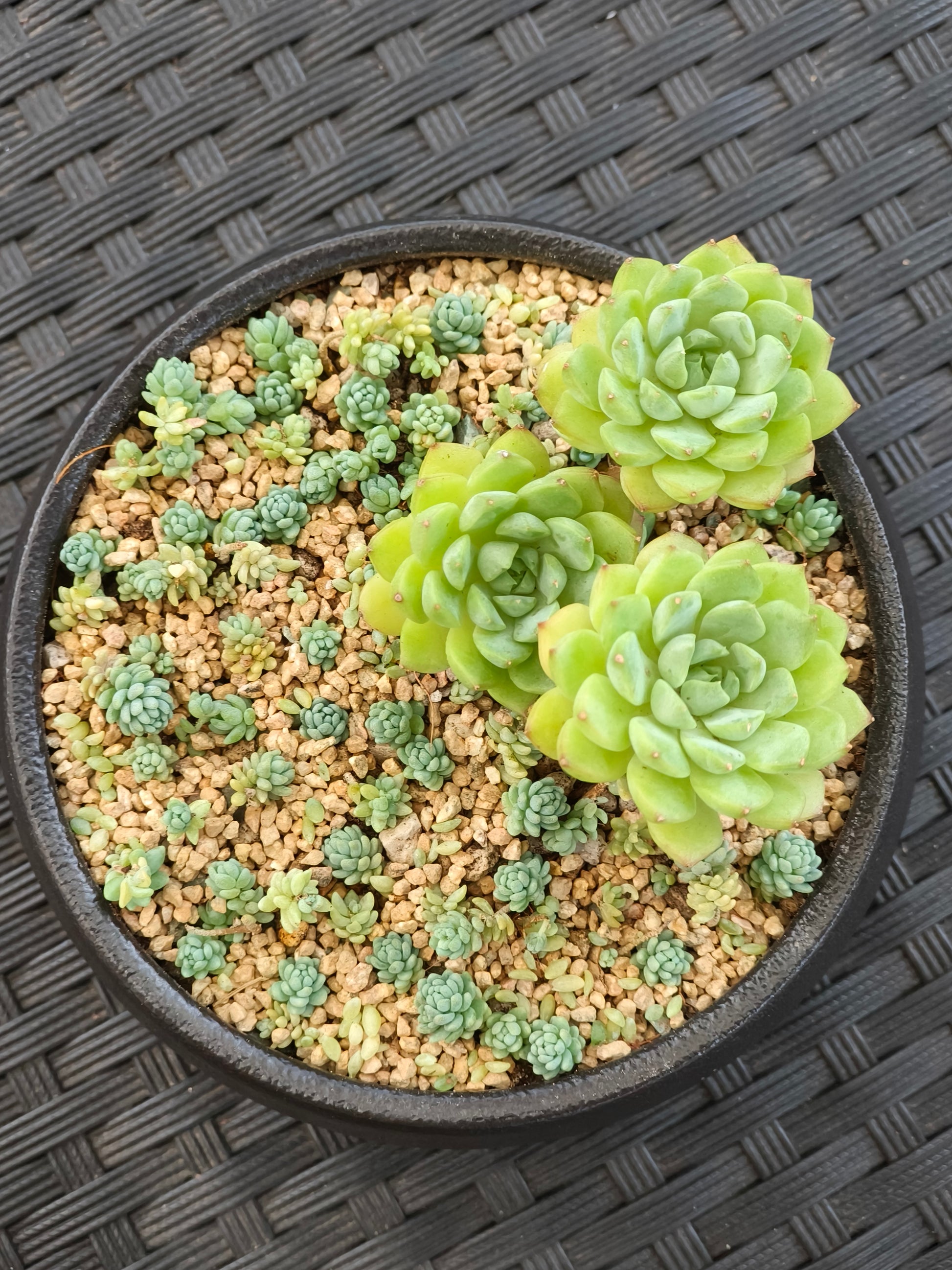 Succulent Classic Black Planter – Echeveria ‘Lime n Chili’ & Blue Tears Sedum - SlowBloomGreens