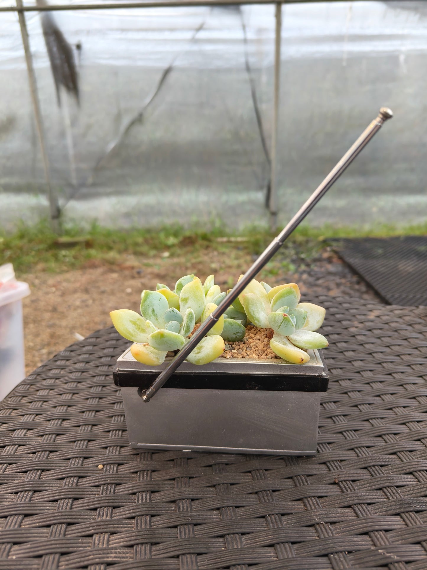 Succulent Retro Boombox – Pachyphytum oviferum