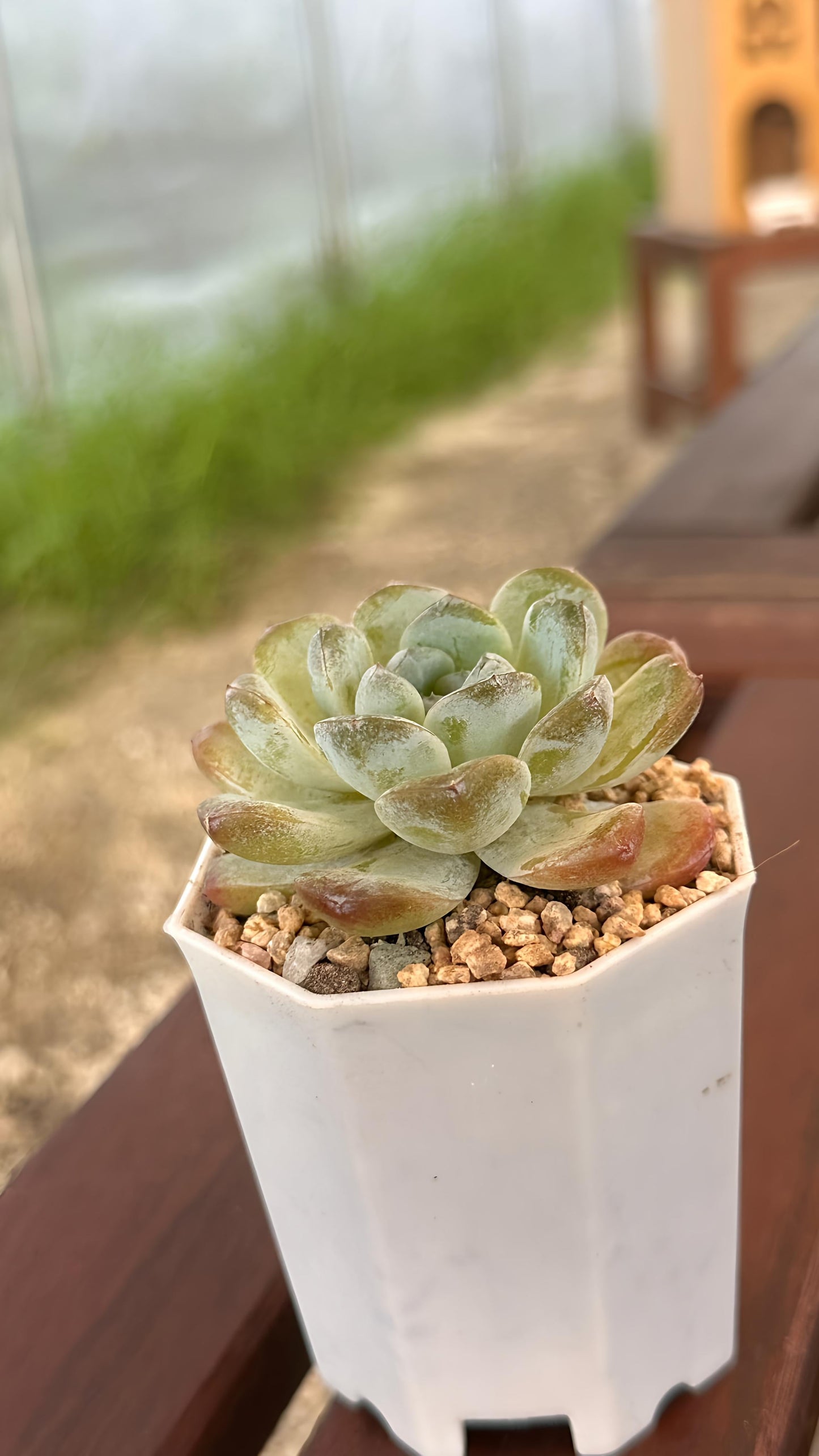 Succulent Starter Planter - Echeveria Ice Green