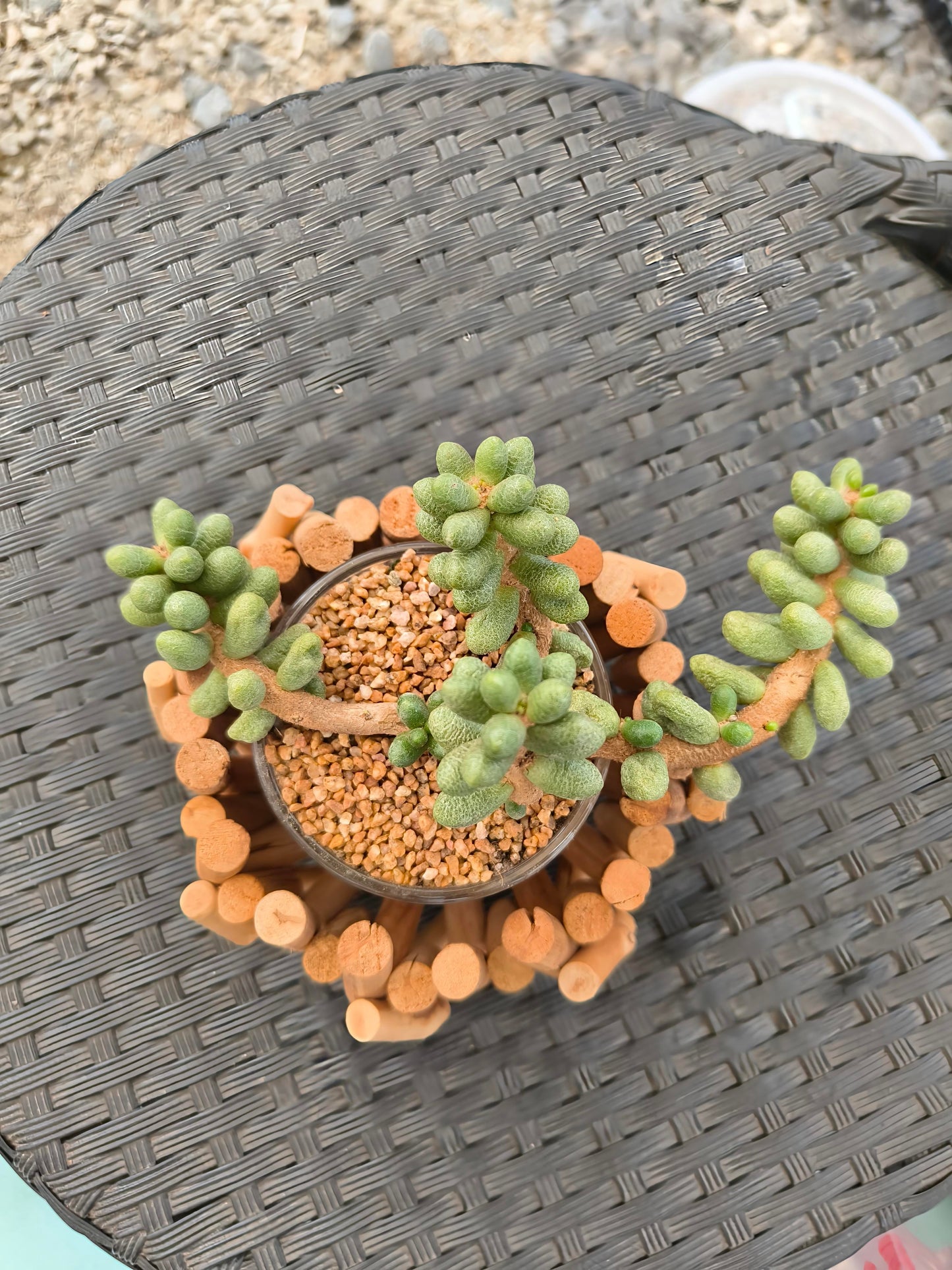 Succulent Quiet Grove Planter – Sedum Hernandezii *Rare