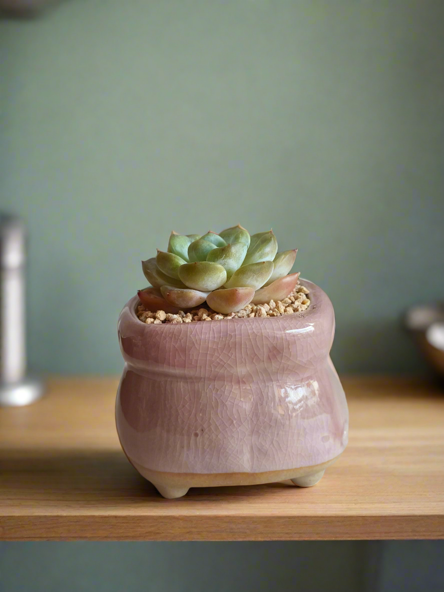 Handcrafted Succulent Glaze Square Pot - Gift Favors with pink finish