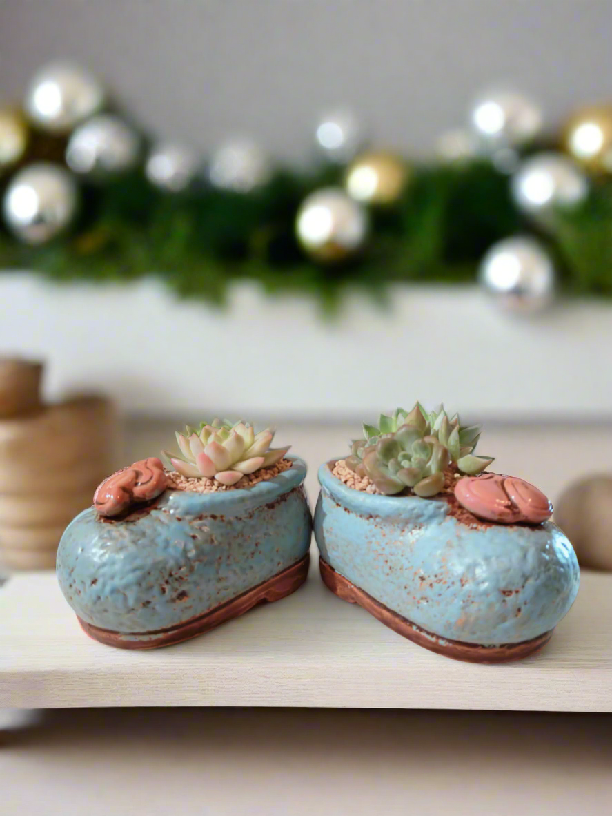 Succulent Mary Jane Charm Blue – Echevaria Elegans - SlowBloomGreens