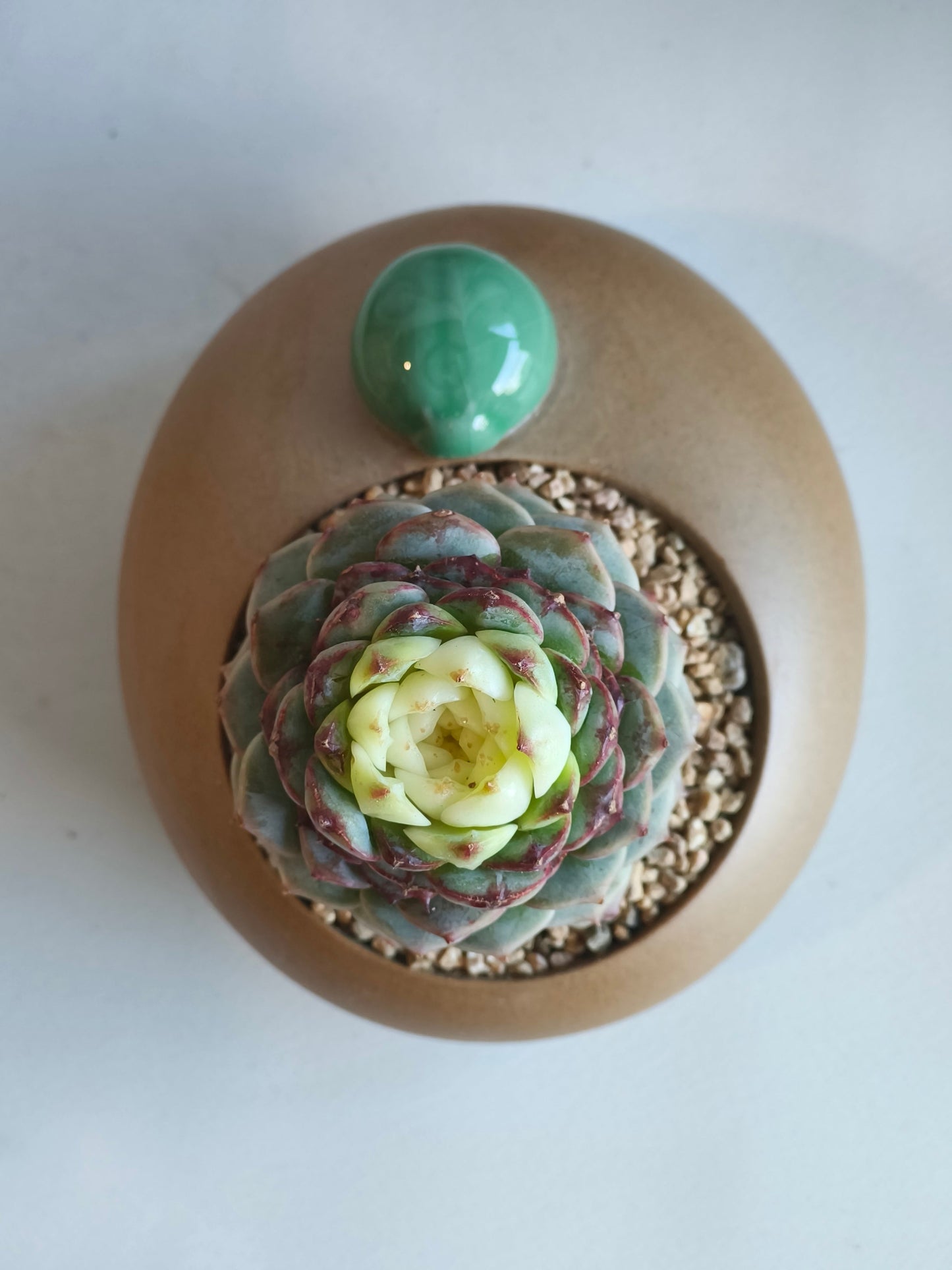 Succulent Seven-Spotted Ladybug Pot – Echeveria 'Red Velvet' - SlowBloomGreens