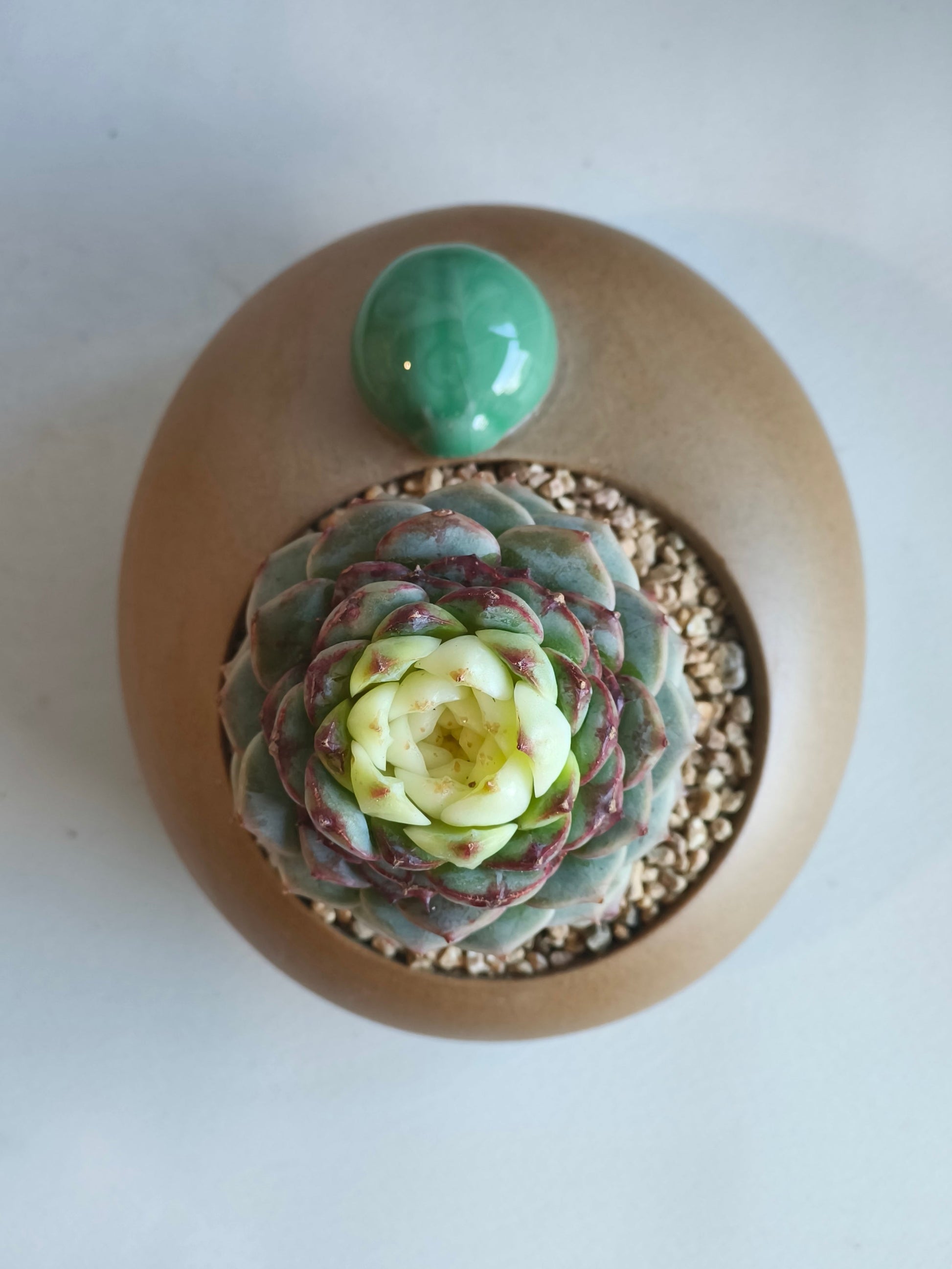 Succulent Seven-Spotted Ladybug Pot – Echeveria 'Red Velvet' - SlowBloomGreens