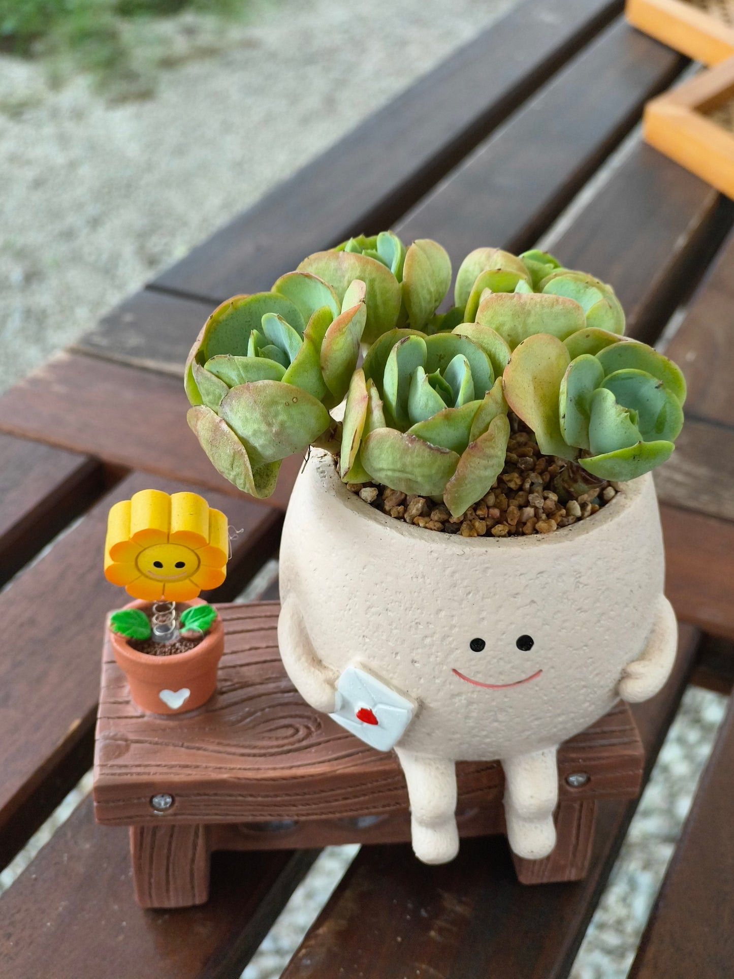 Succulent Love Note Planter π with Echeveria 'Peach Pride'