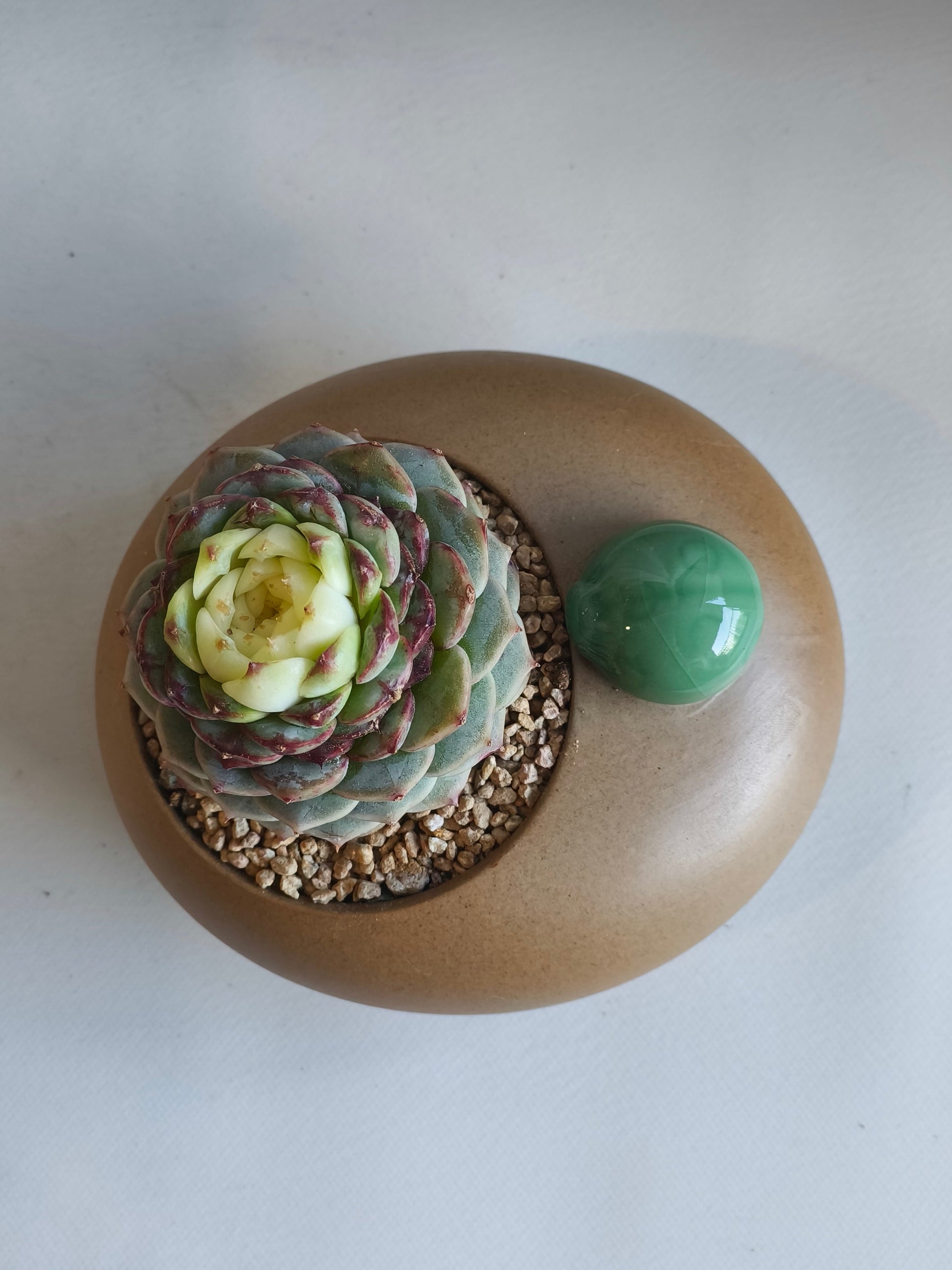 Succulent Seven-Spotted Ladybug Pot – Echeveria 'Red Velvet' - SlowBloomGreens