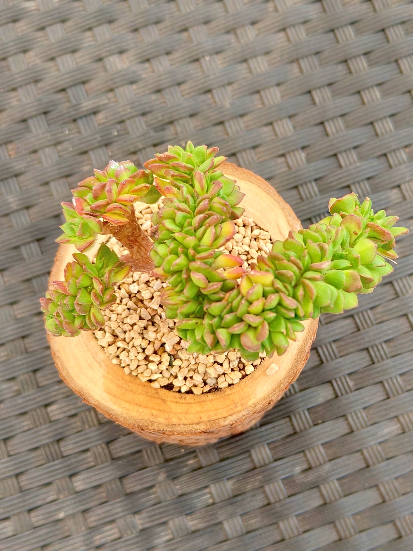 Succulent Nature Log Planter - Crested Lety's Sedeveria