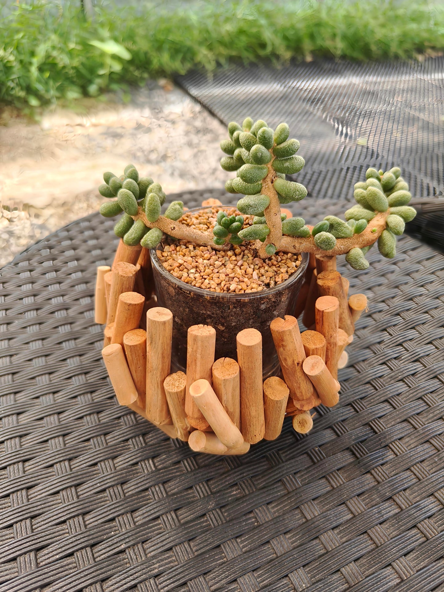 Succulent Quiet Grove Planter – Sedum Hernandezii *Rare