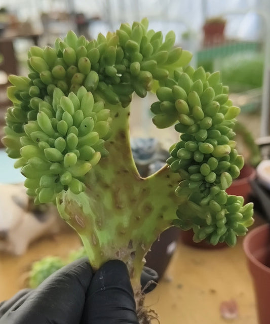 Succulent Starter Planter - Crested Sedum 'Alice Evans'