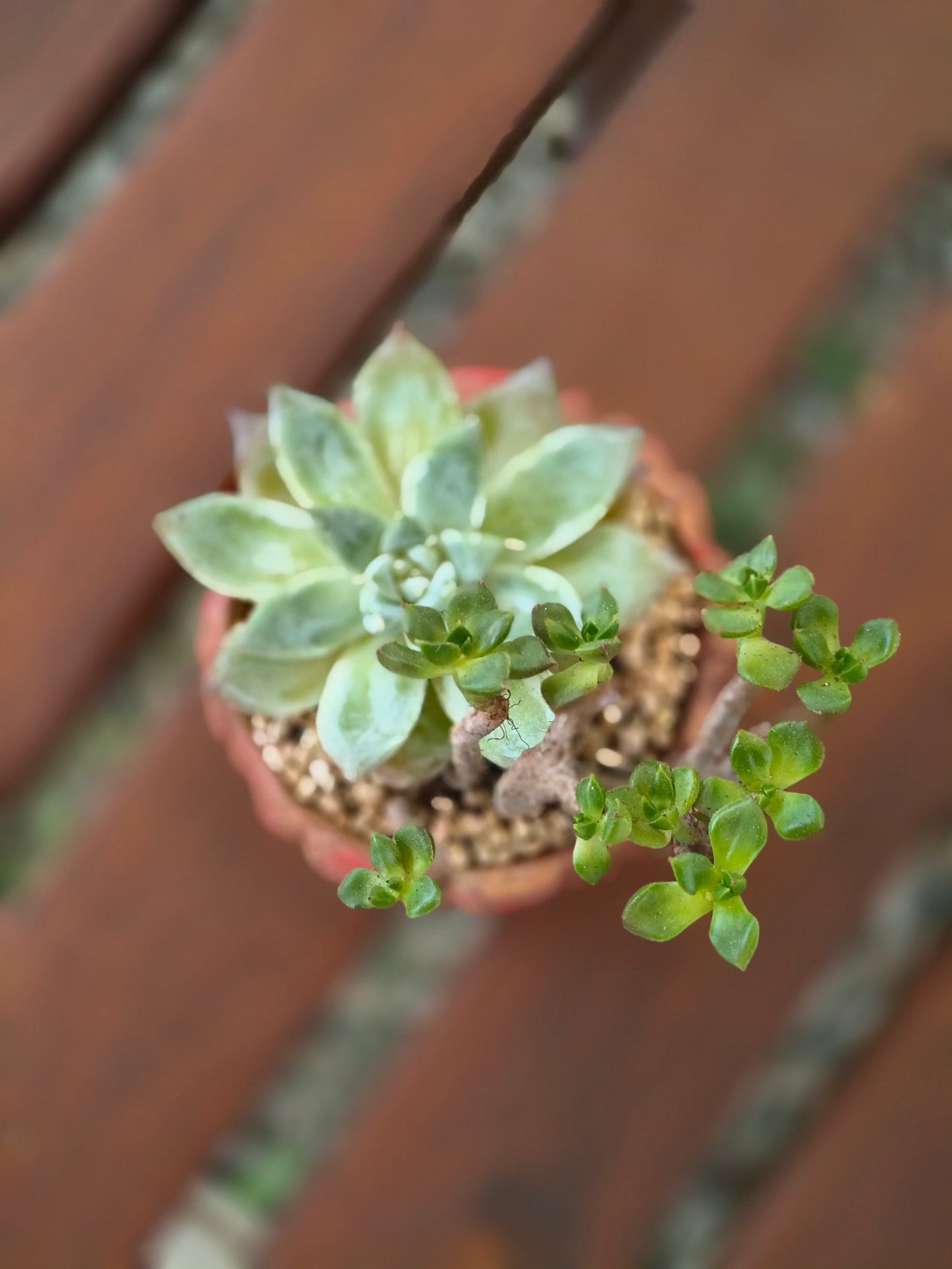 Succulent Rustica Ceramic Red – Handcrafted Succulents - SlowBloomGreens