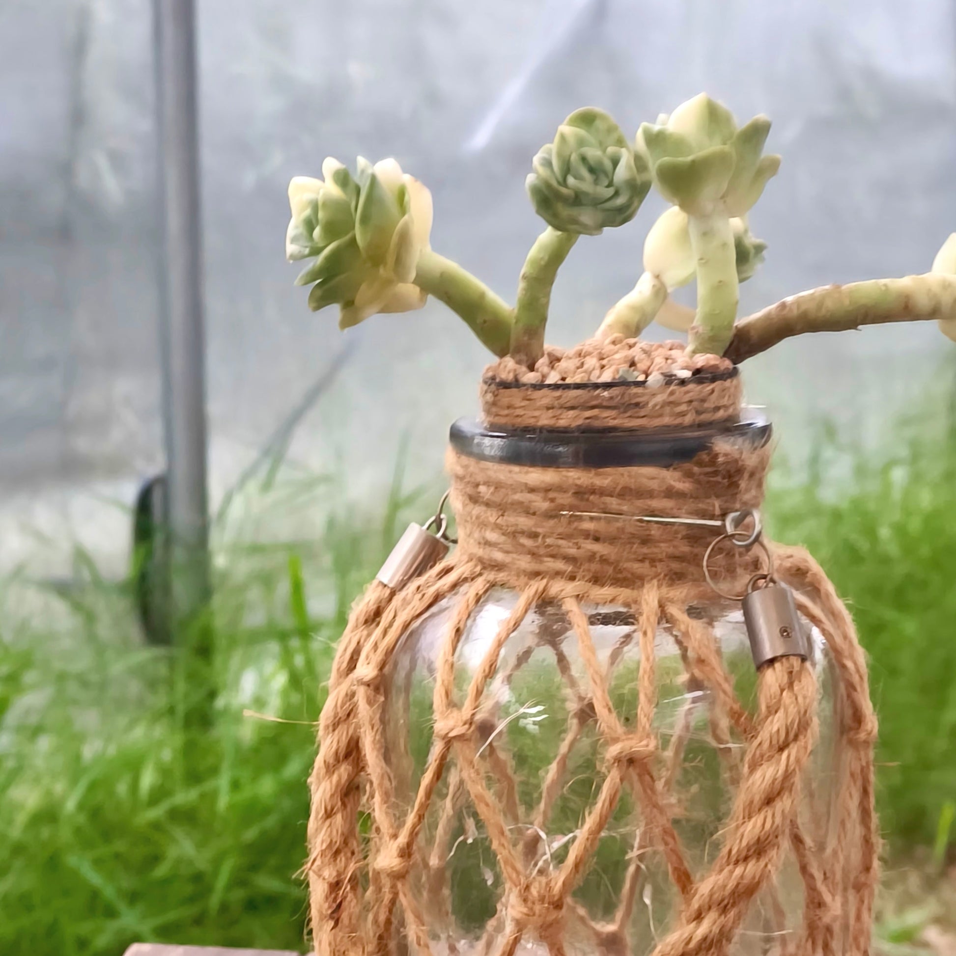 Succulent Retro Hemp Rope Vase - Graptoveria 'Lovely Rose' - SlowBloomGreens