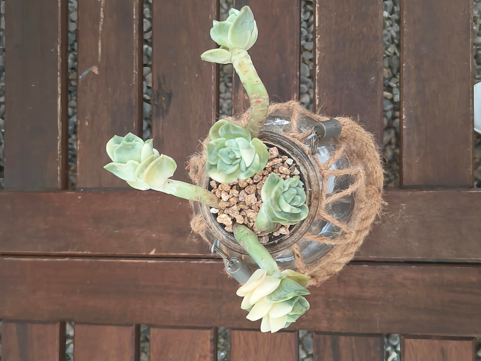 Succulent Retro Hemp Rope Vase - Graptoveria 'Lovely Rose' - SlowBloomGreens