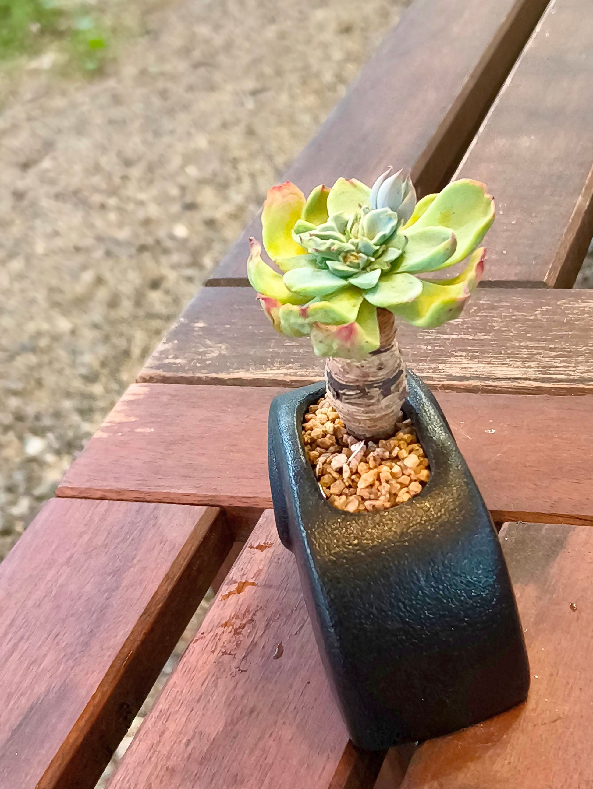 Succulent Petite Black Elephant Planter - Echeveria Elegans - SlowBloomGreens