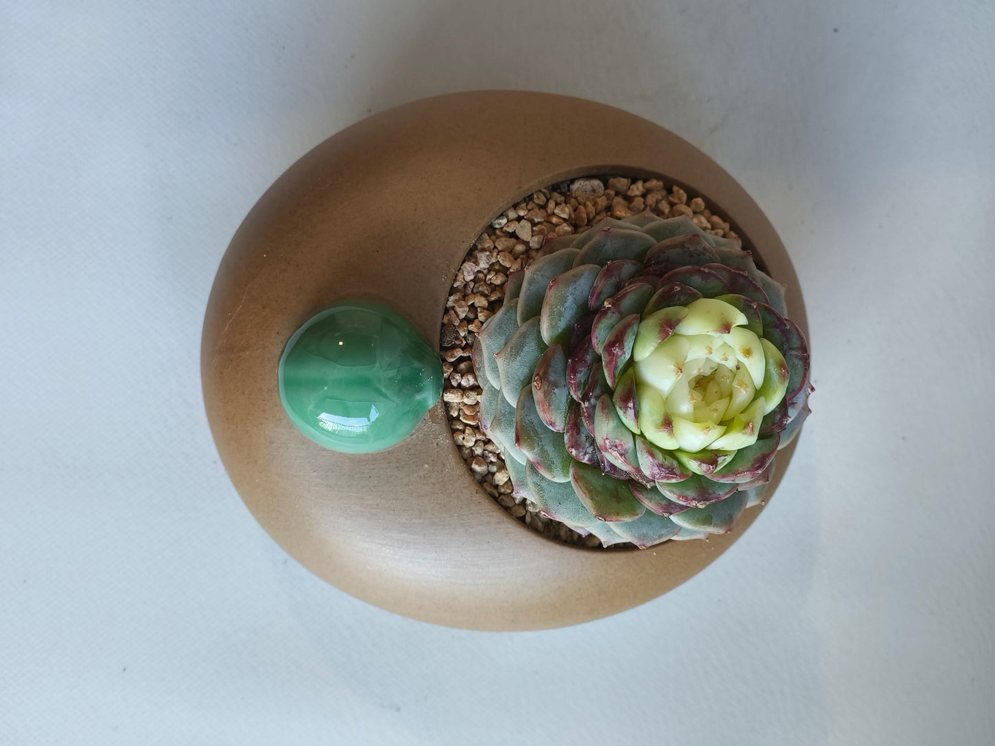 Succulent Seven-Spotted Ladybug Pot – Echeveria 'Red Velvet' - SlowBloomGreens