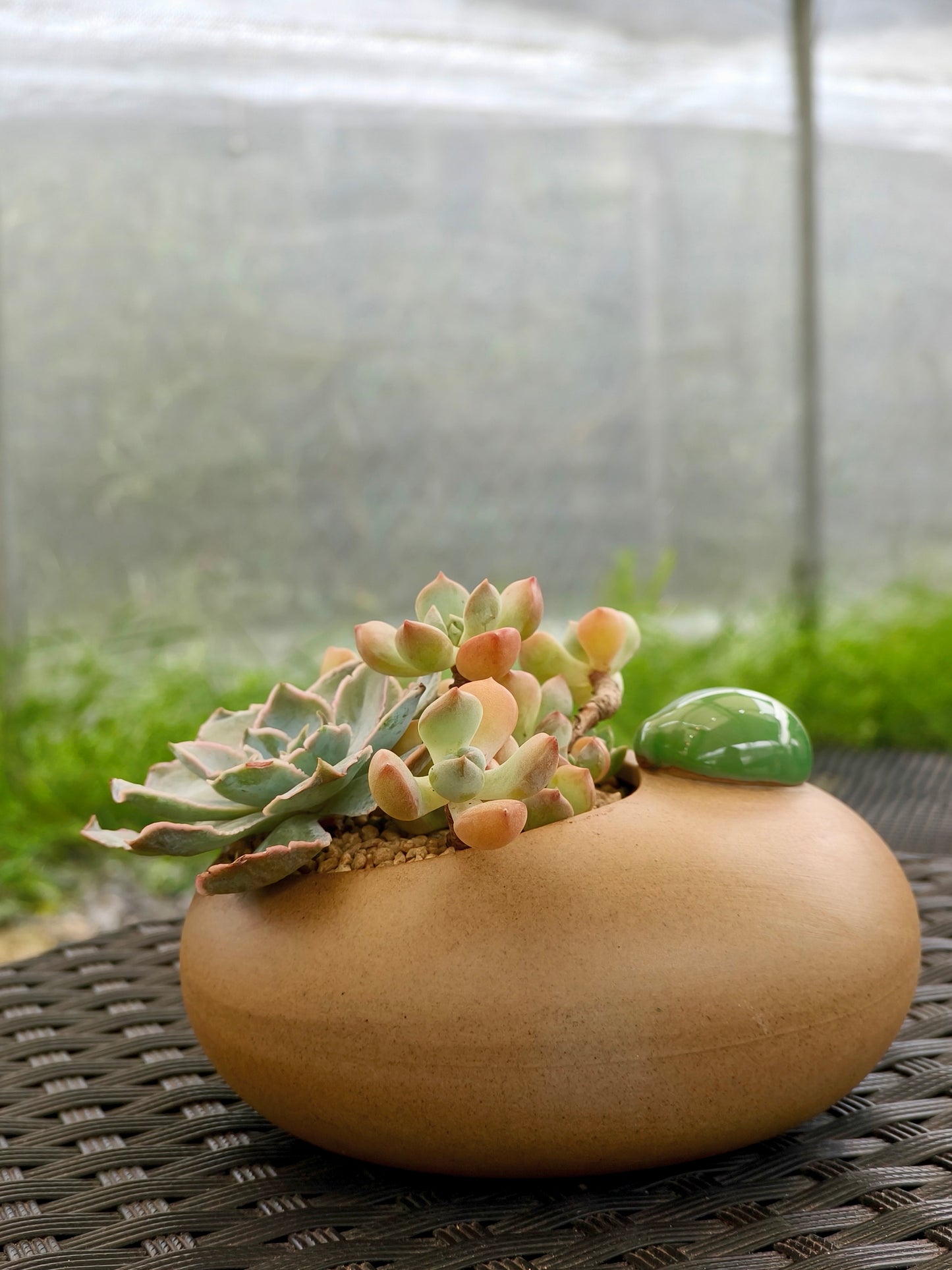 Succulent Seven-Spotted Ladybug Planter – Handcrafted Succulents