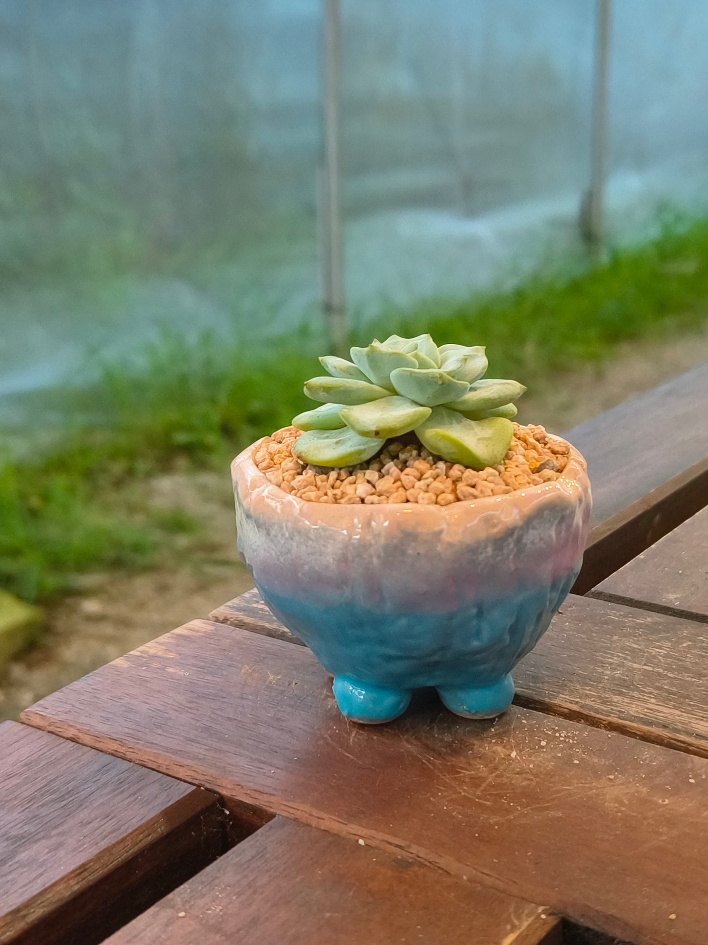 Succulent Peach-Teal Ombre Gloss Mini Planter – Echeveria 'Ice Green'