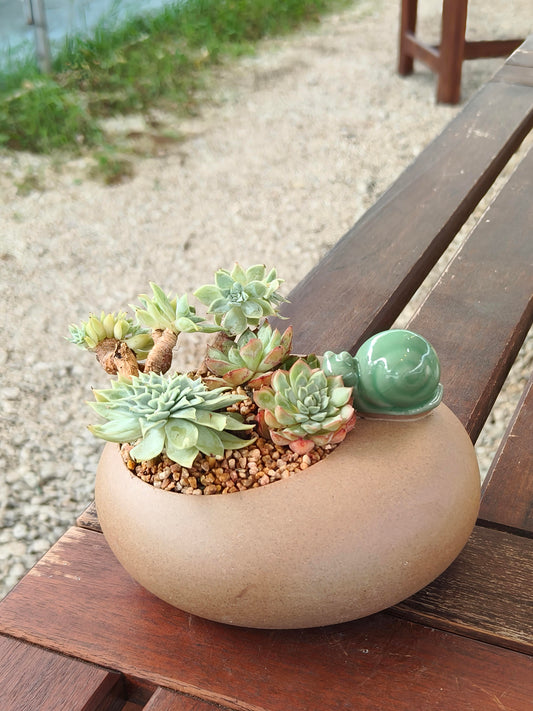 Succulent Snail Planter – Vibrant Succulents