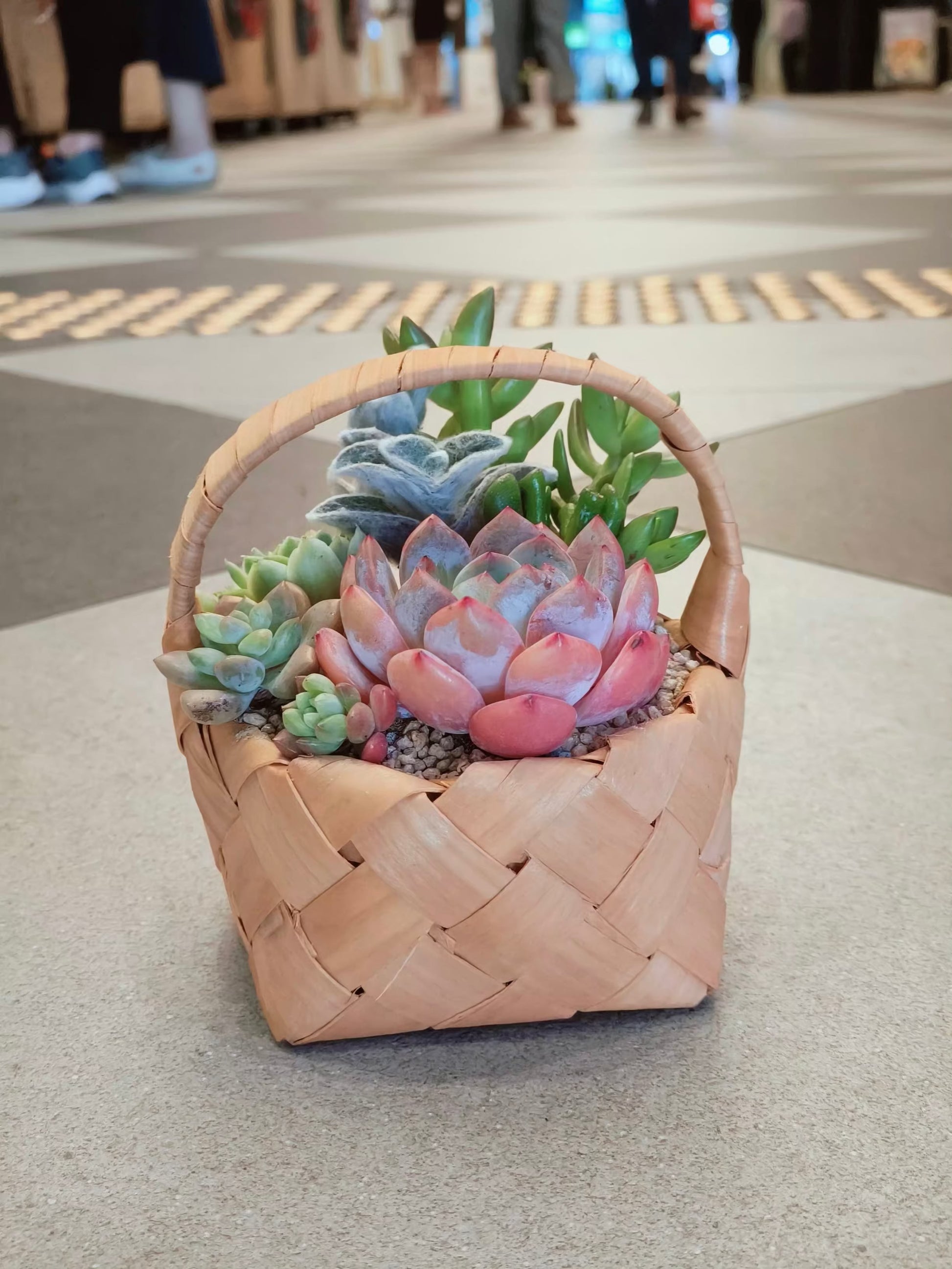 Succulent Mini Basket Bliss