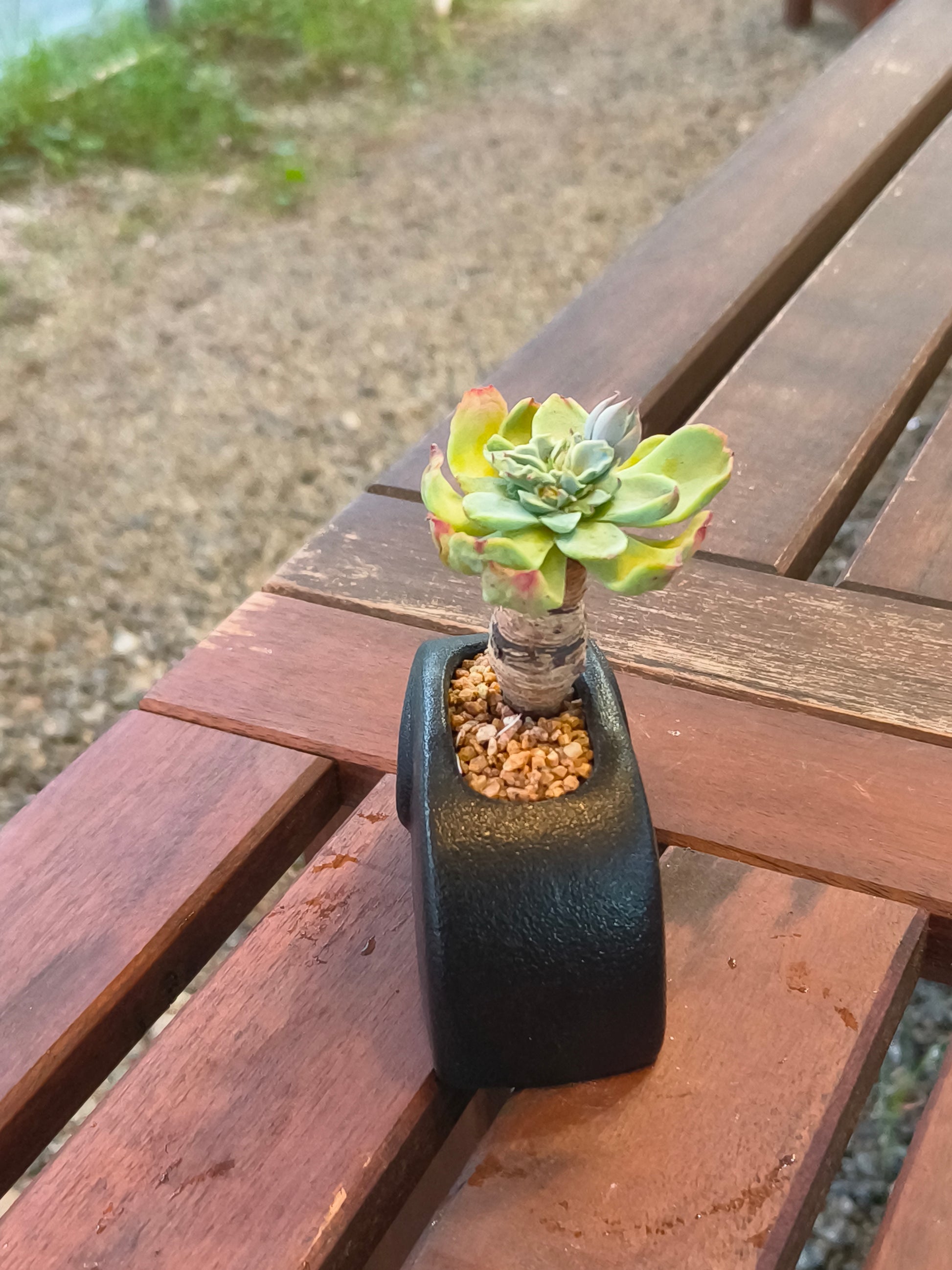 Succulent Petite Black Elephant Planter - Echeveria Elegans - SlowBloomGreens