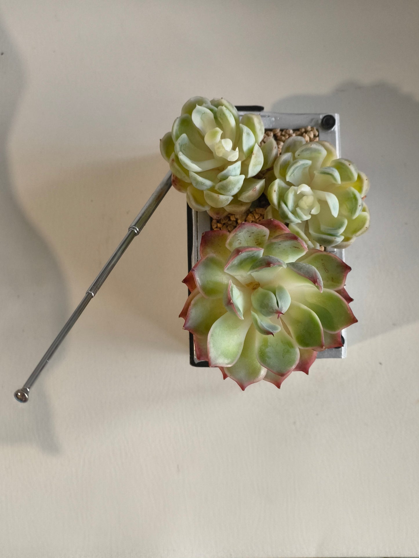 Succulent Retro Boombox – Succulent Arrangement