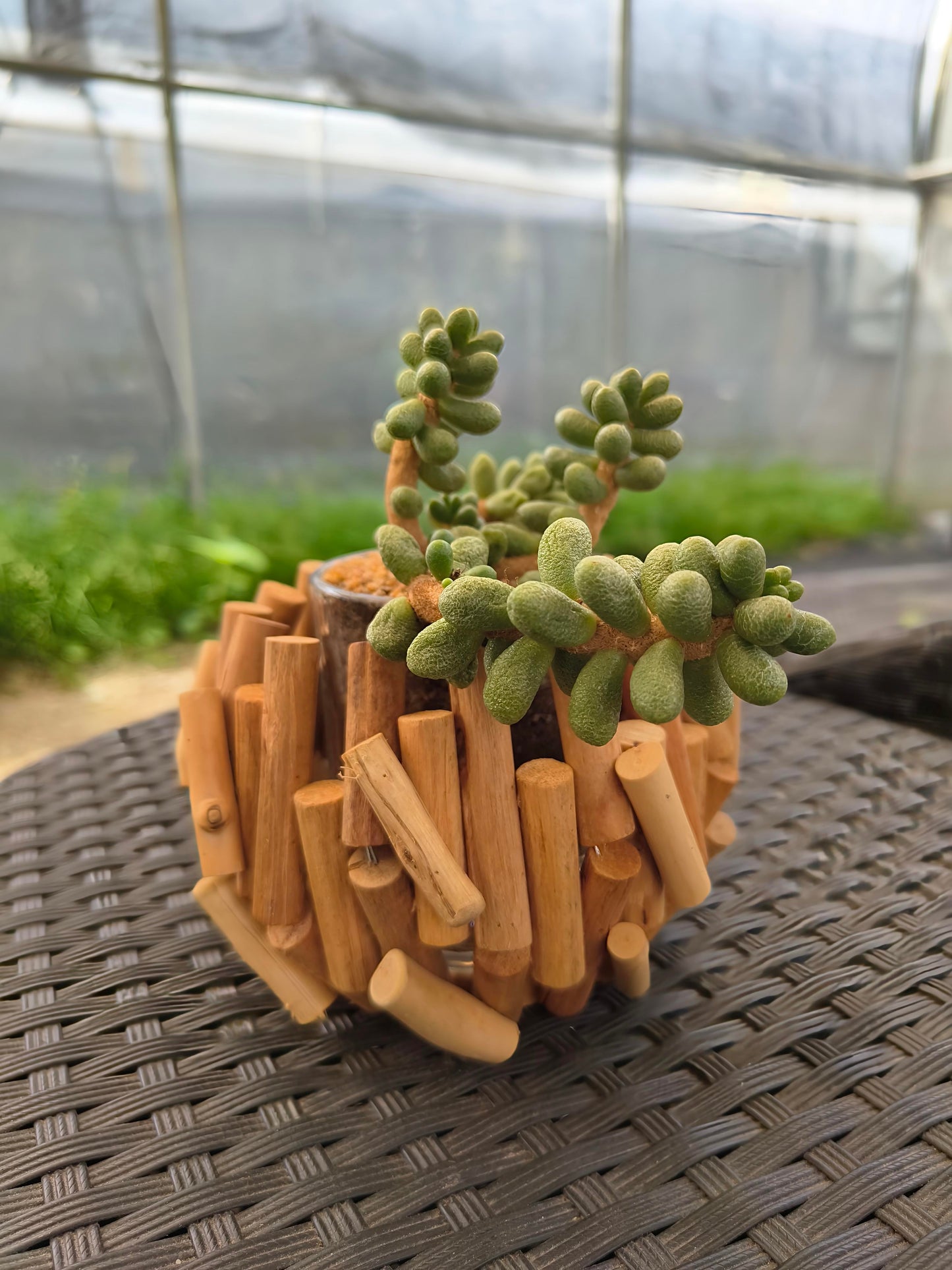 Succulent Quiet Grove Planter – Sedum Hernandezii *Rare