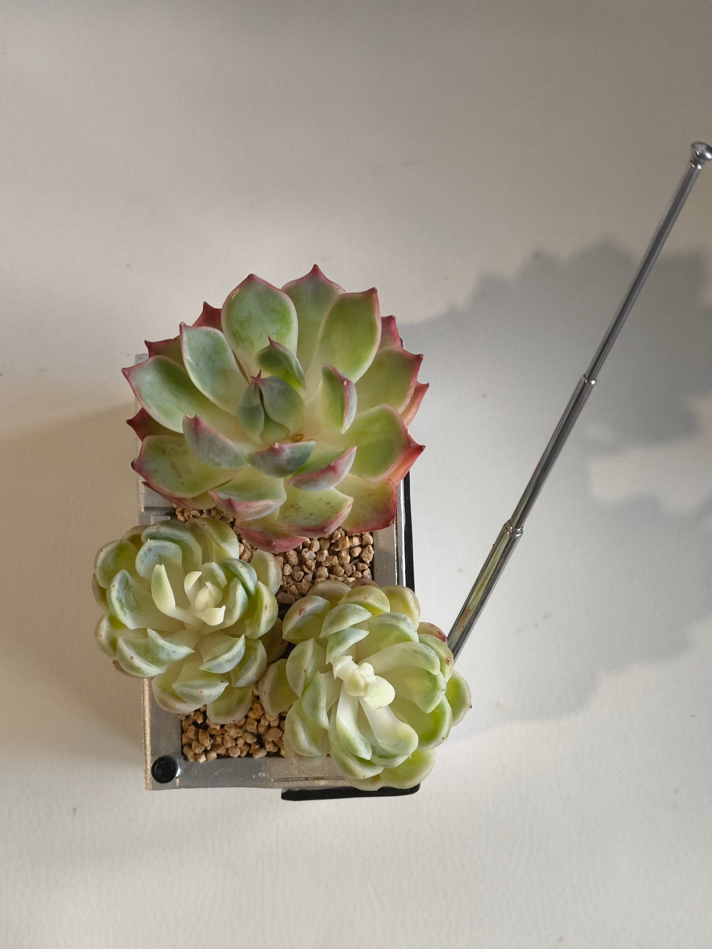 Succulent Retro Boombox – Succulent Arrangement