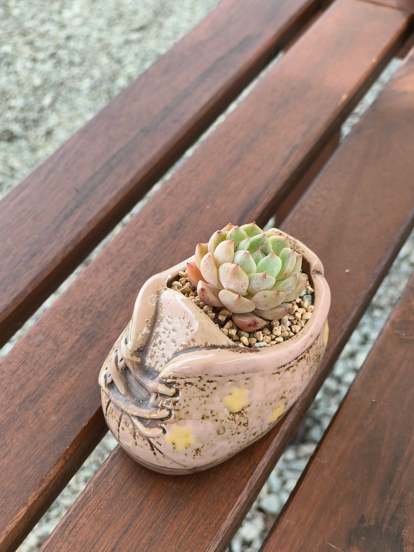 Succulent Laced-Up Soft Pink Charm Pot – Echeveria Elegans