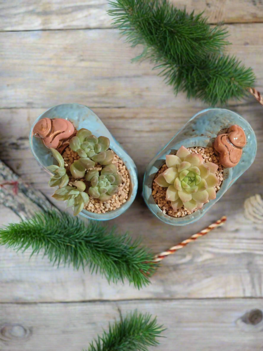 Succulent Mary Jane Charm Blue – Echevaria Elegans - SlowBloomGreens