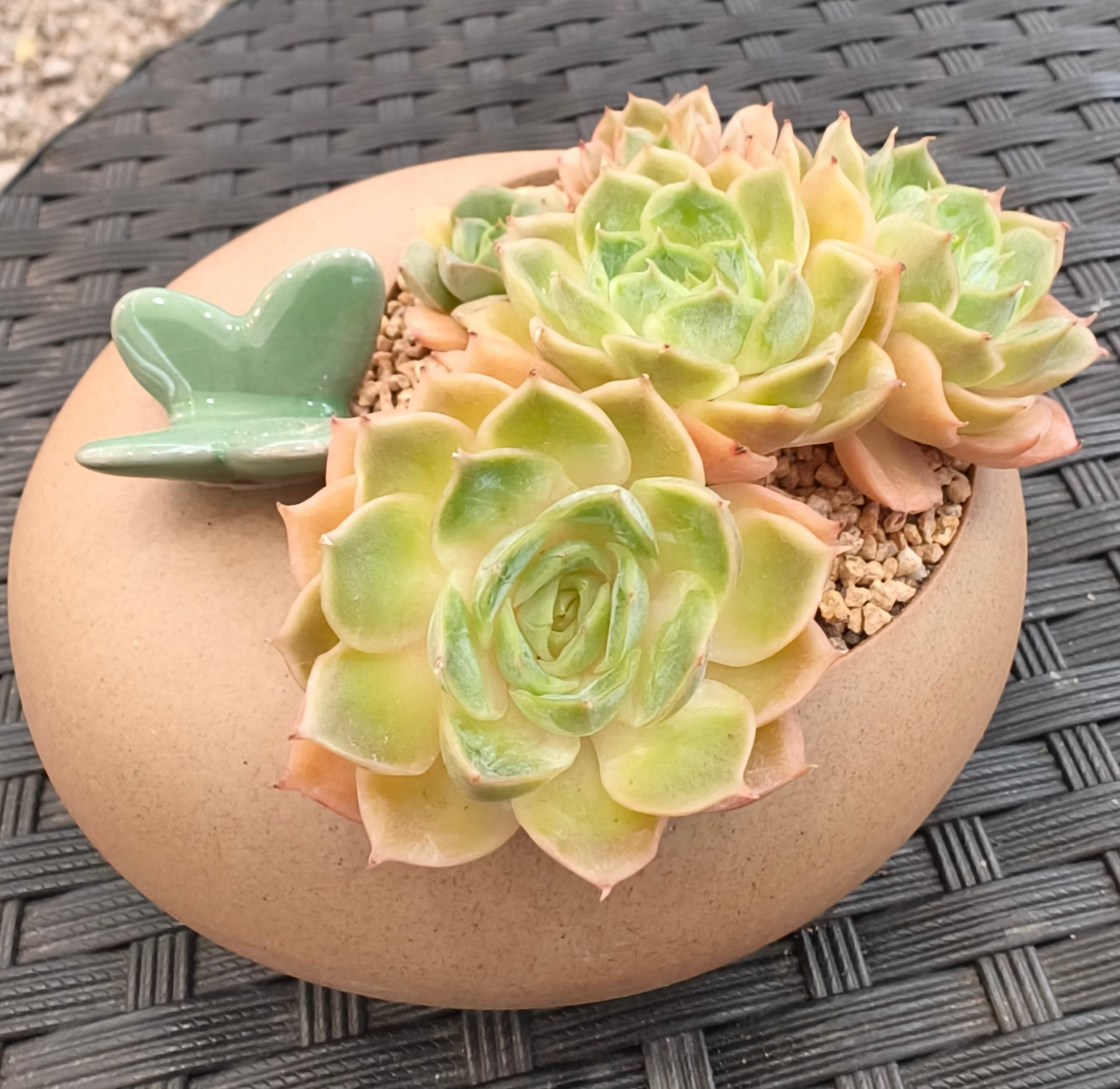 Succulent Butterfly Planter – Echeveria ‘Michella’