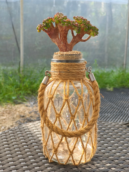 Succulent Retro Hemp Rope Vase - Sedeveria 'Letizia' crista