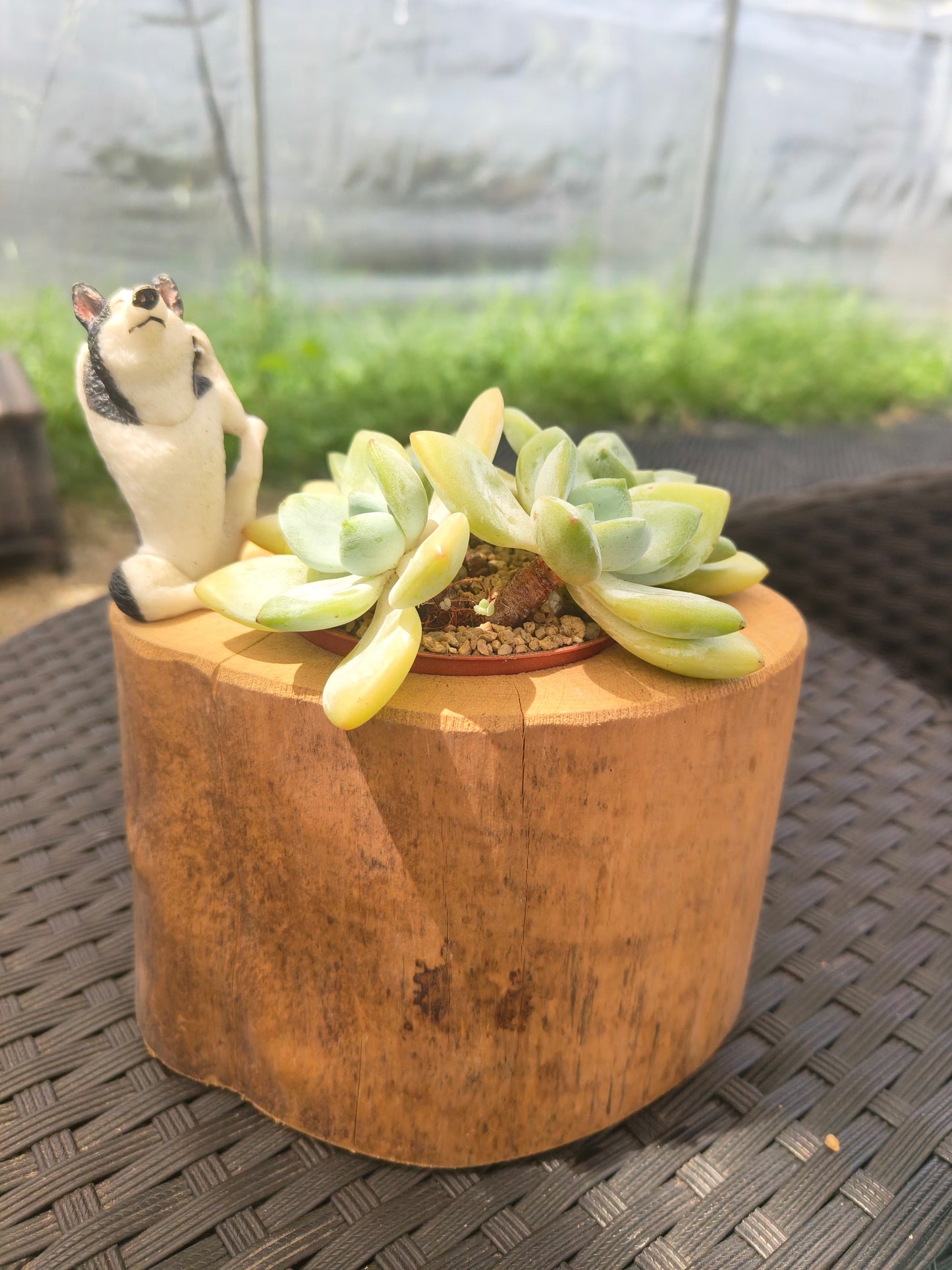 Succulent Yoga Husky on Woodland Log – Echeveria Hybrid