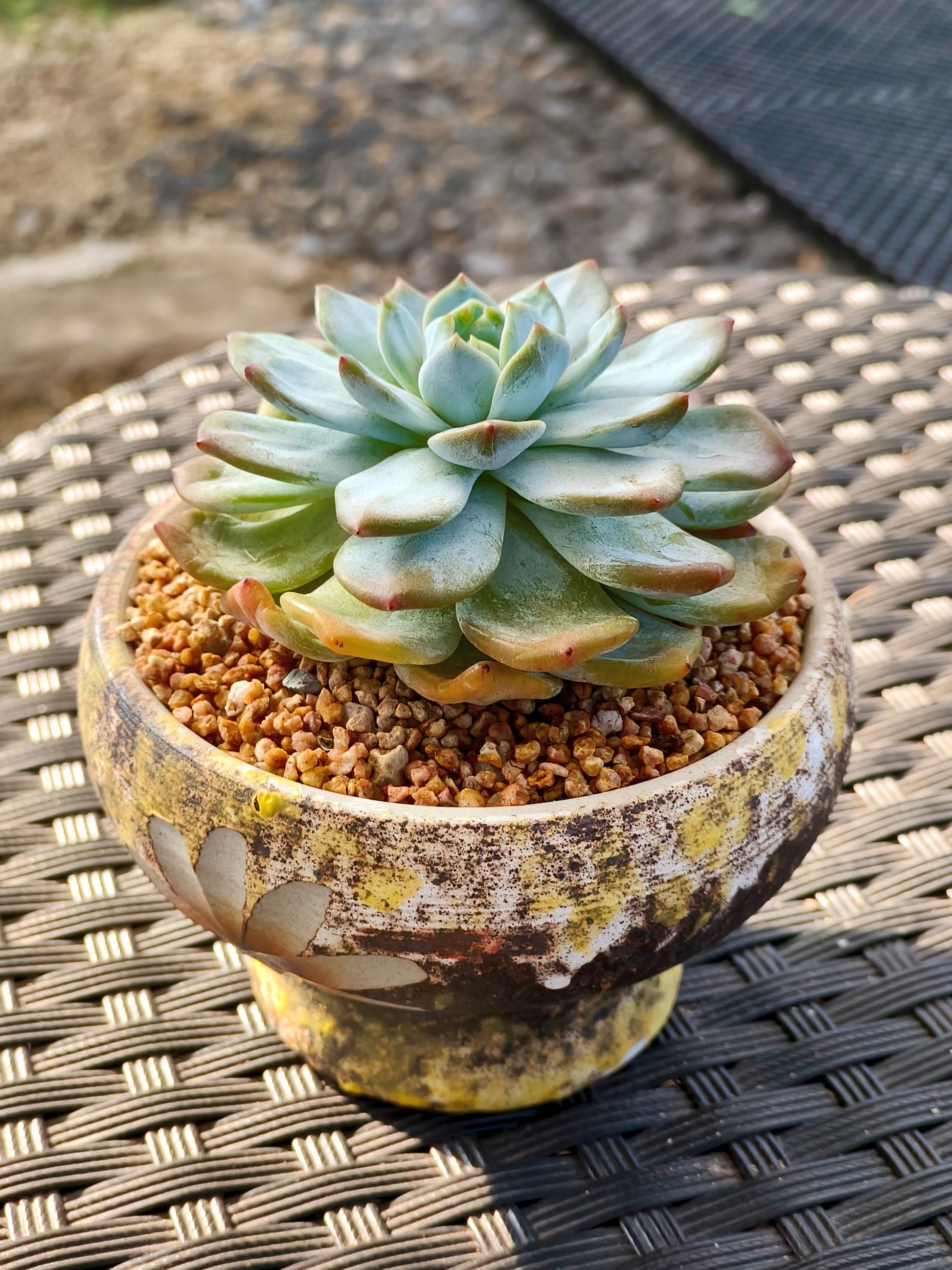 Succulent Moonlit Bloom Planter – Desert Gold with Echeveria Orange Monroe - SlowBloomGreens