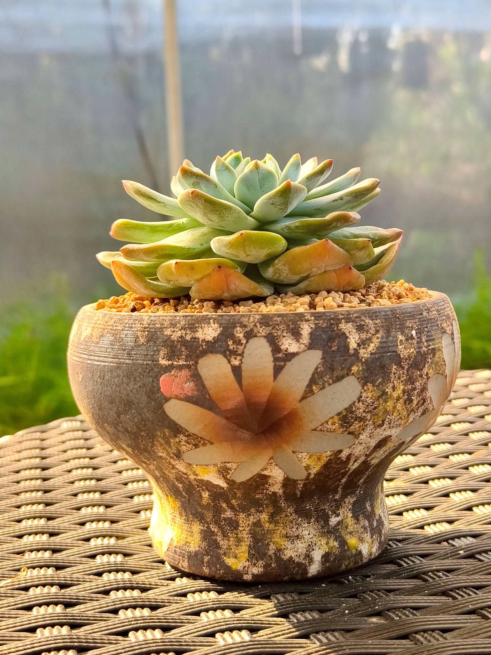 Succulent Moonlit Bloom Planter – Desert Gold with Echeveria Orange Monroe - SlowBloomGreens
